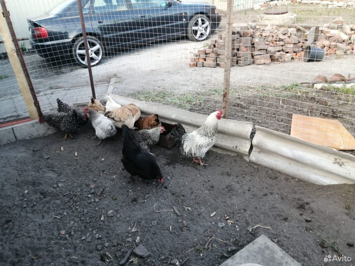 Вкусные яйца куриные домашние купить на Зозу.ру - фотография № 2