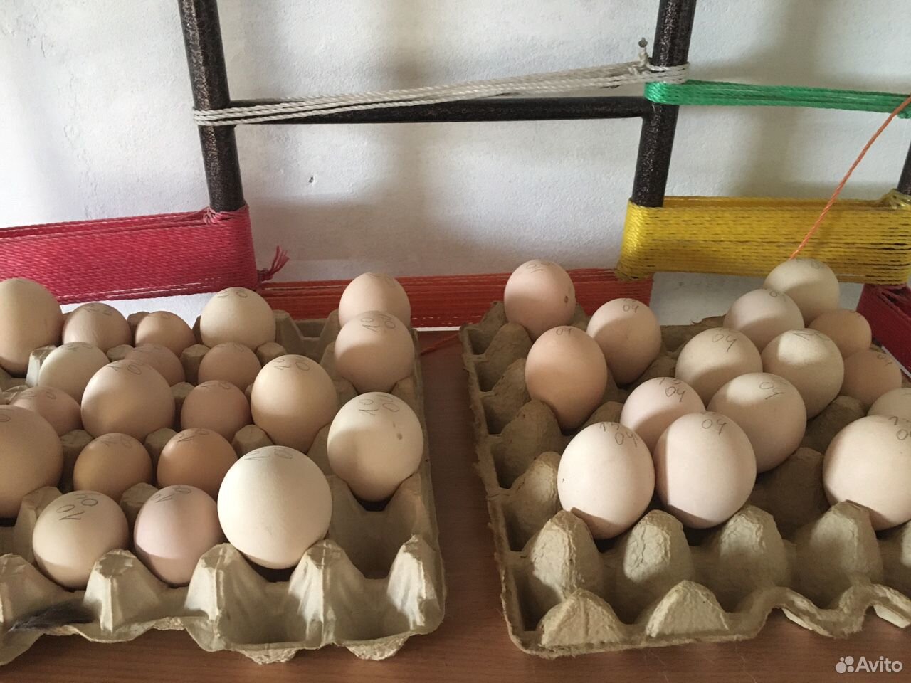 Яйца павлинов купить на Зозу.ру - фотография № 4