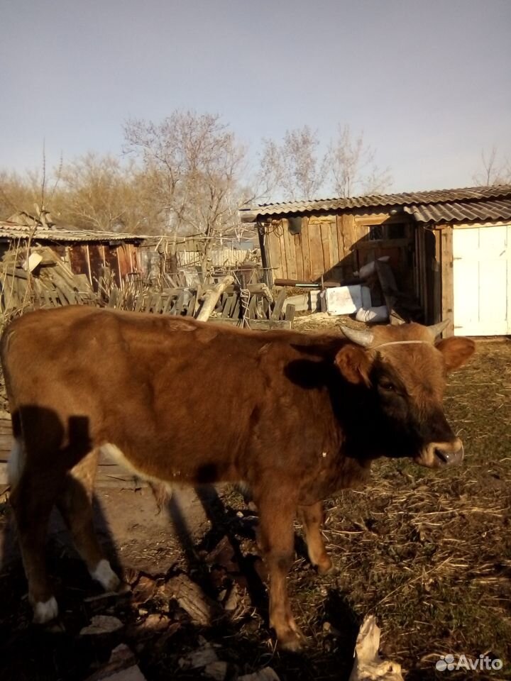 Продам двух бычков купить на Зозу.ру - фотография № 2