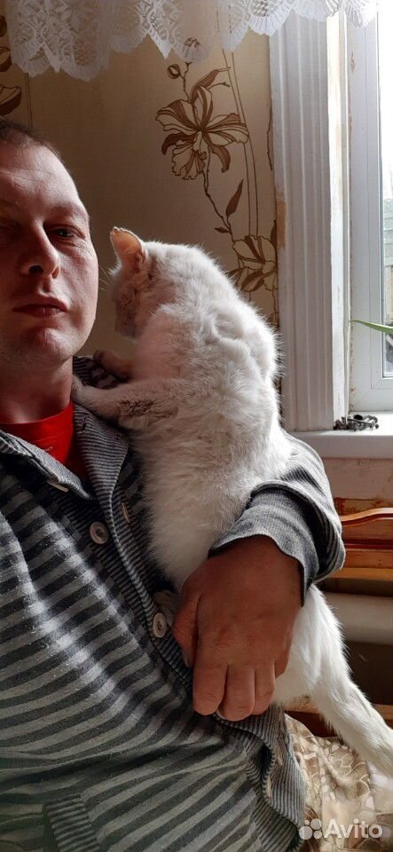 Кот белый Мурзик купить на Зозу.ру - фотография № 3