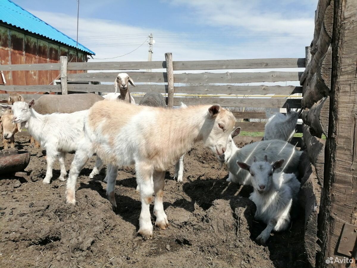 Овца.Козы и козлята купить на Зозу.ру - фотография № 10
