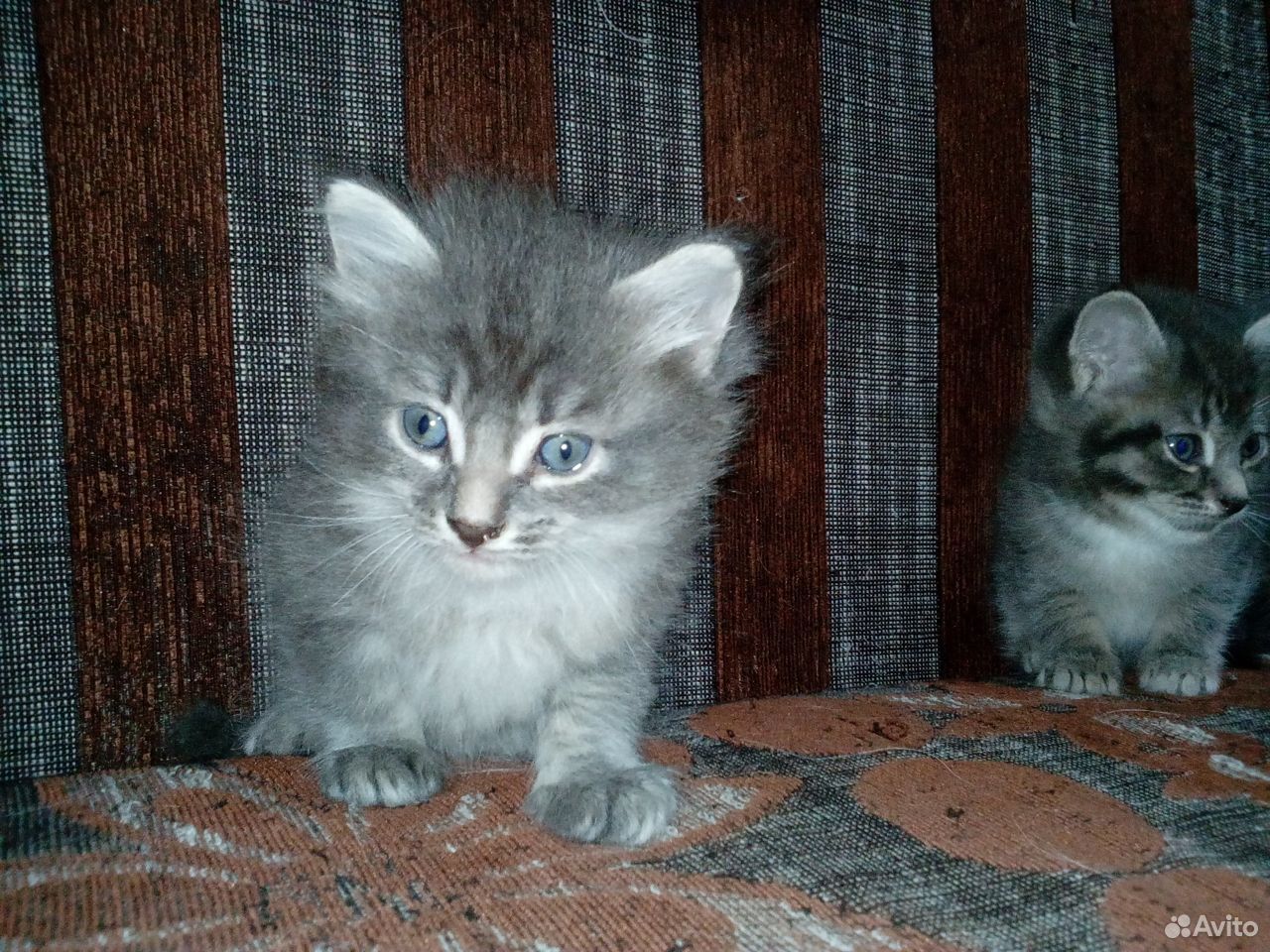 Продам месячных котят купить на Зозу.ру - фотография № 1