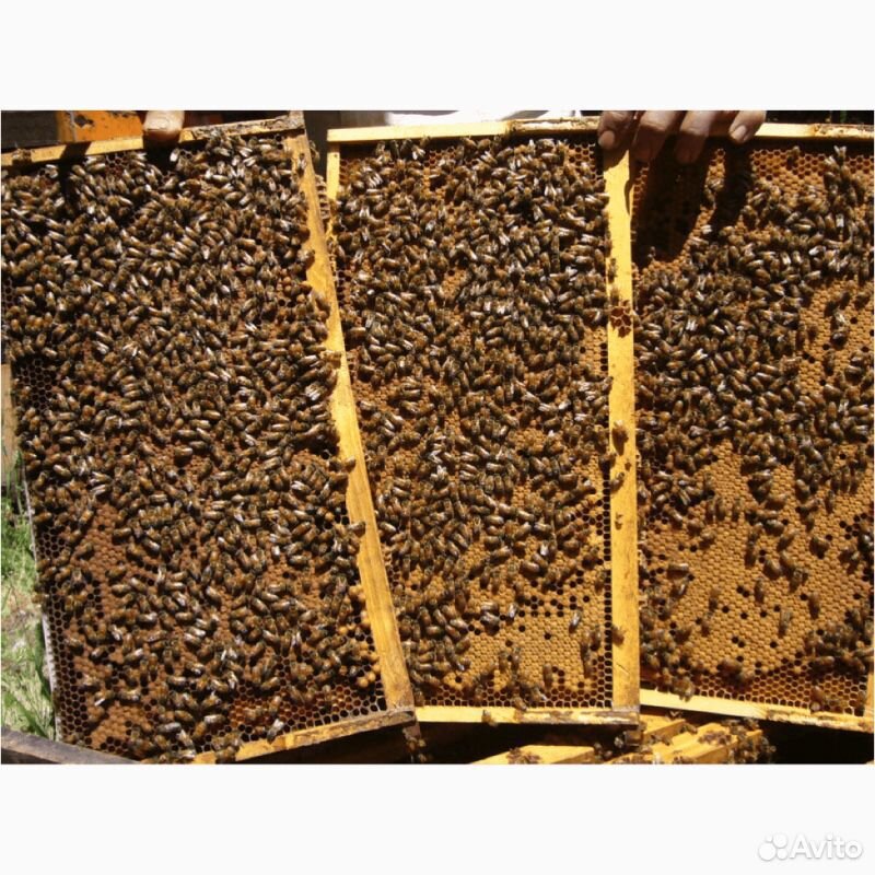 Продаю пчелопакеты купить на Зозу.ру - фотография № 2
