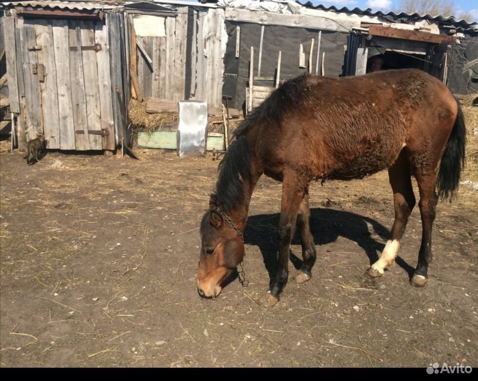 Жеребенок(конь) купить на Зозу.ру - фотография № 2