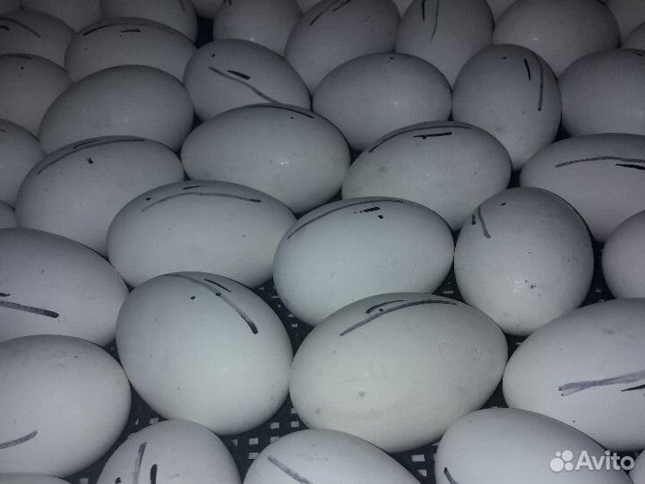 Гусиное яйцо(инкубационное) купить на Зозу.ру - фотография № 2