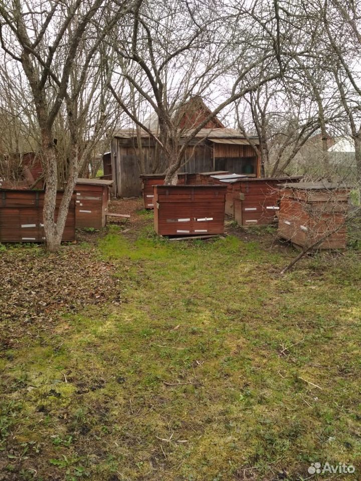 Продается пасека.Пчелы купить на Зозу.ру - фотография № 6