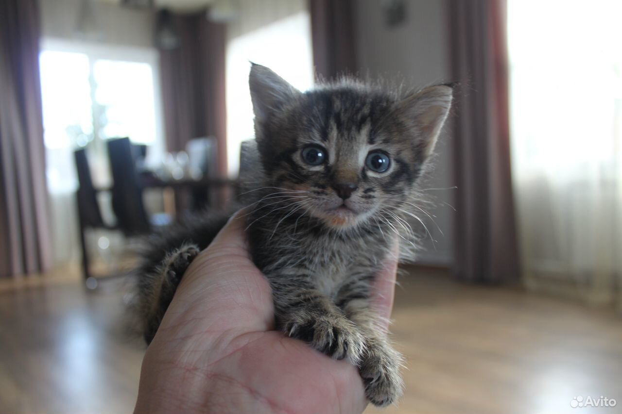 Кот в добрые руки, котёнок купить на Зозу.ру - фотография № 2