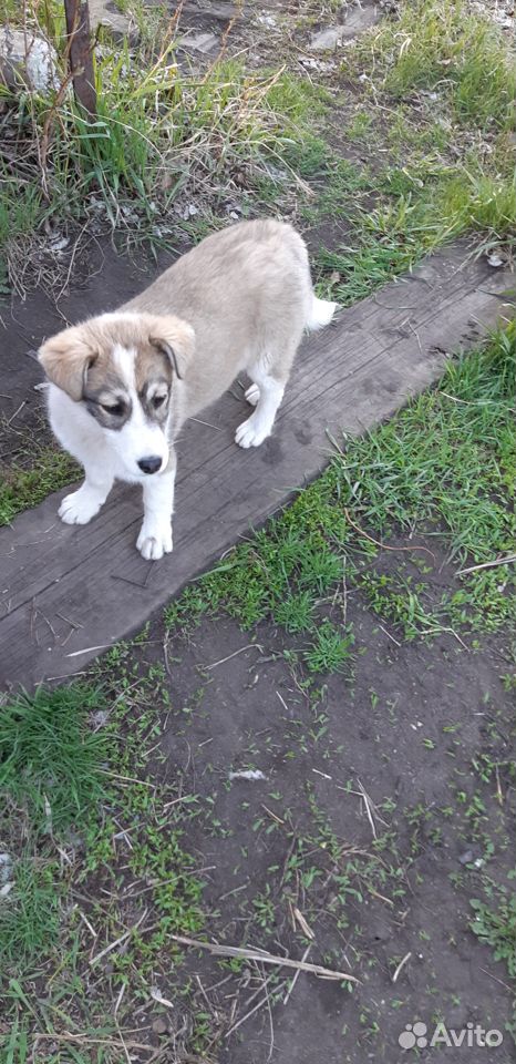Найден щенок купить на Зозу.ру - фотография № 4
