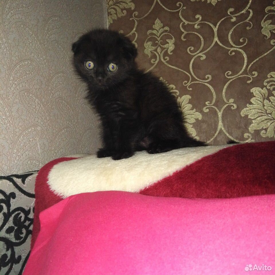 Продам котенка Шотлантский вислоухий купить на Зозу.ру - фотография № 1