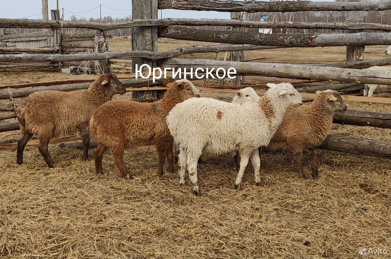 Катумские овцы купить на Зозу.ру - фотография № 6