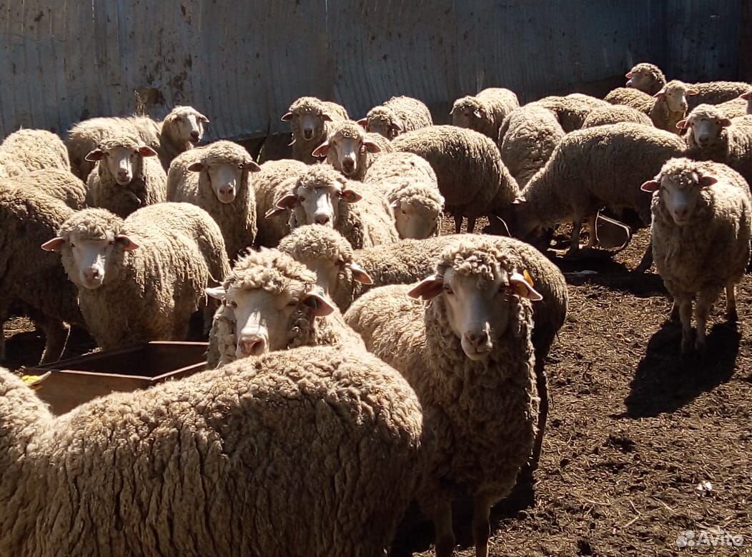Отара овец купить на Зозу.ру - фотография № 2