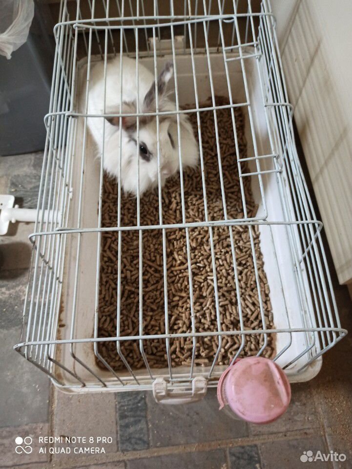 Кролик с клеткой купить на Зозу.ру - фотография № 1