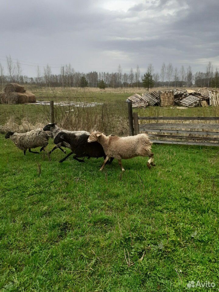 Гисарские овцы купить на Зозу.ру - фотография № 8