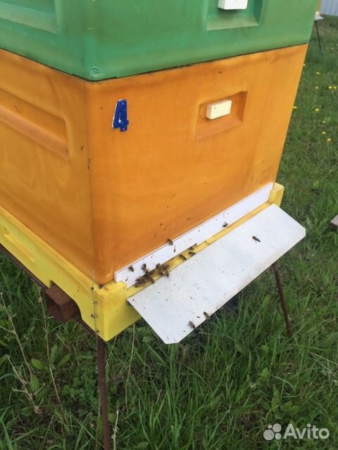Продается пчелосемья купить на Зозу.ру - фотография № 2
