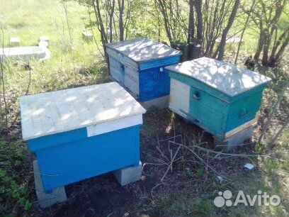 Продам пчёл с уликами купить на Зозу.ру - фотография № 1