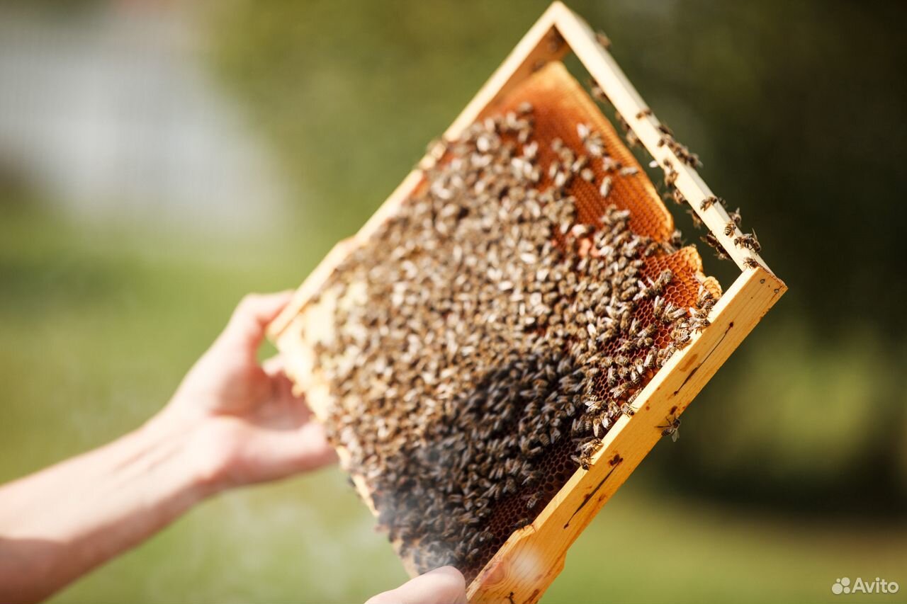Продам пчёл, пчелопакеты купить на Зозу.ру - фотография № 1