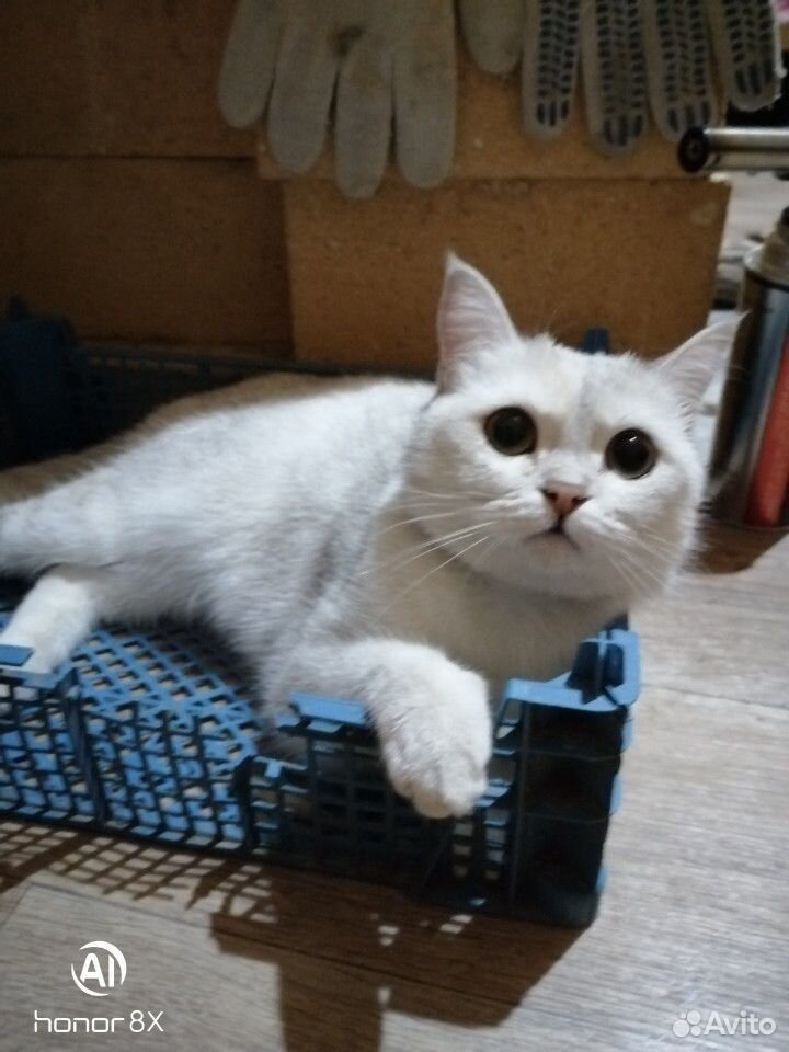 Продам котят купить на Зозу.ру - фотография № 2
