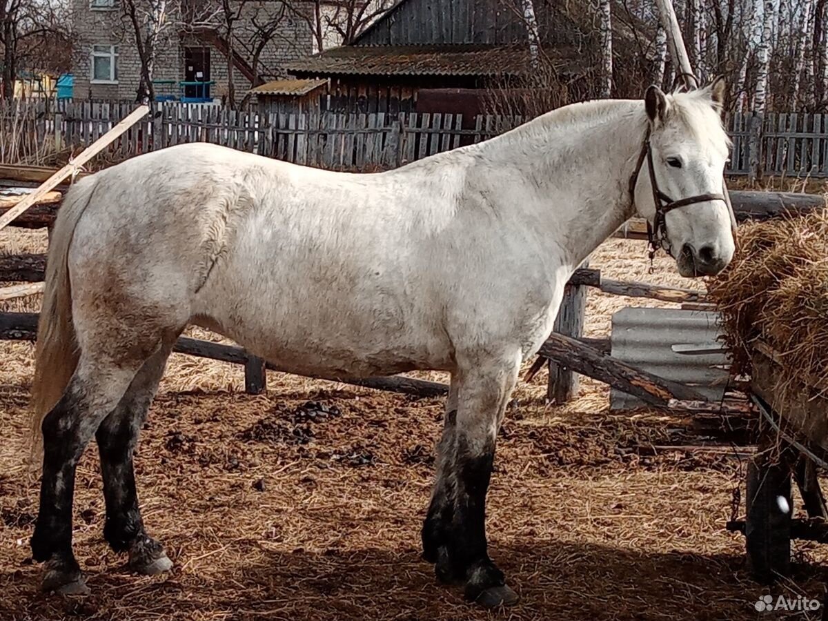 Лошадь кобыла полукровка 6лет идёт переступью купить на Зозу.ру - фотография № 4