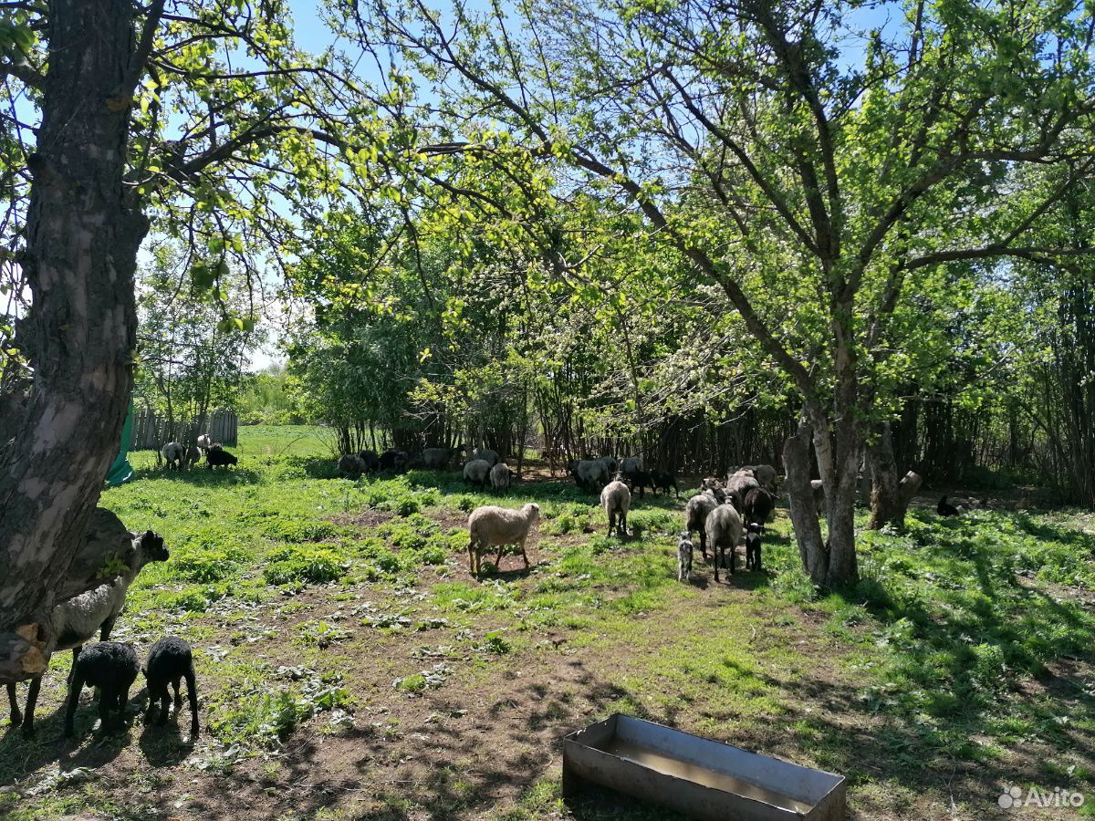 Продаю овец, баранов на Курбан купить на Зозу.ру - фотография № 3