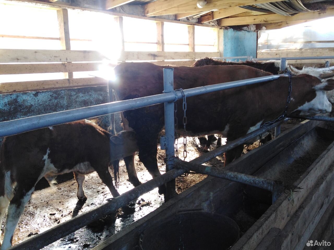 Коровы герефорды с телятами купить на Зозу.ру - фотография № 3