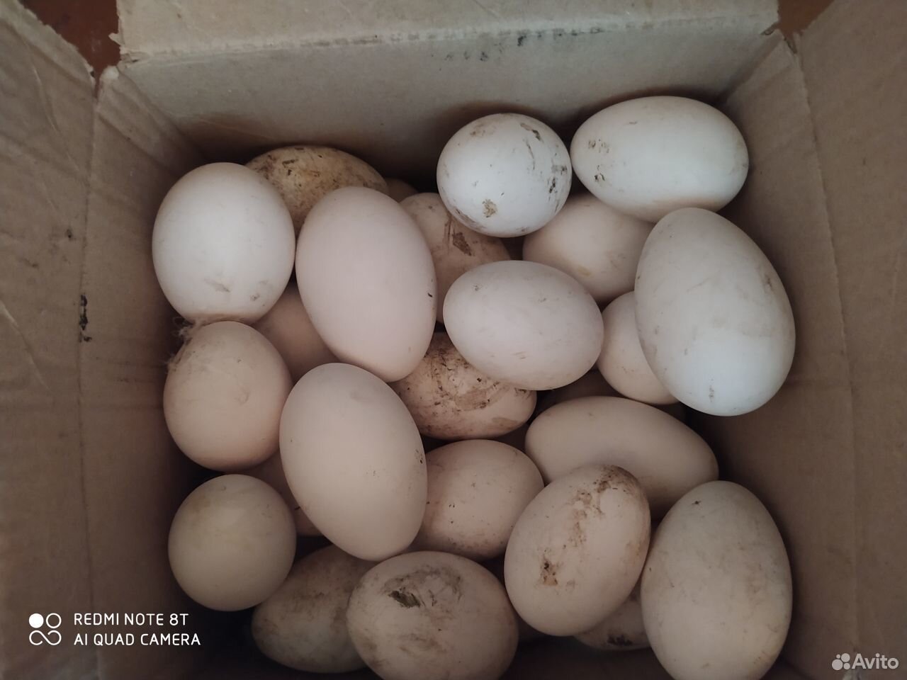 Яйцо гусинное купить на Зозу.ру - фотография № 2
