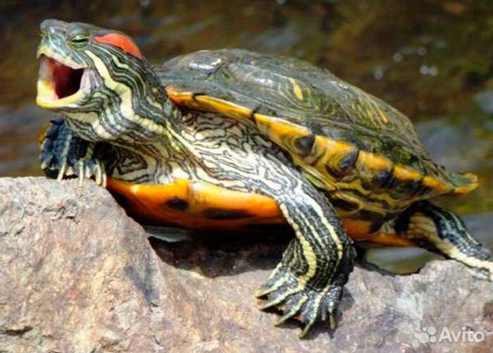 Черепаха красноухая,водяная купить на Зозу.ру - фотография № 1