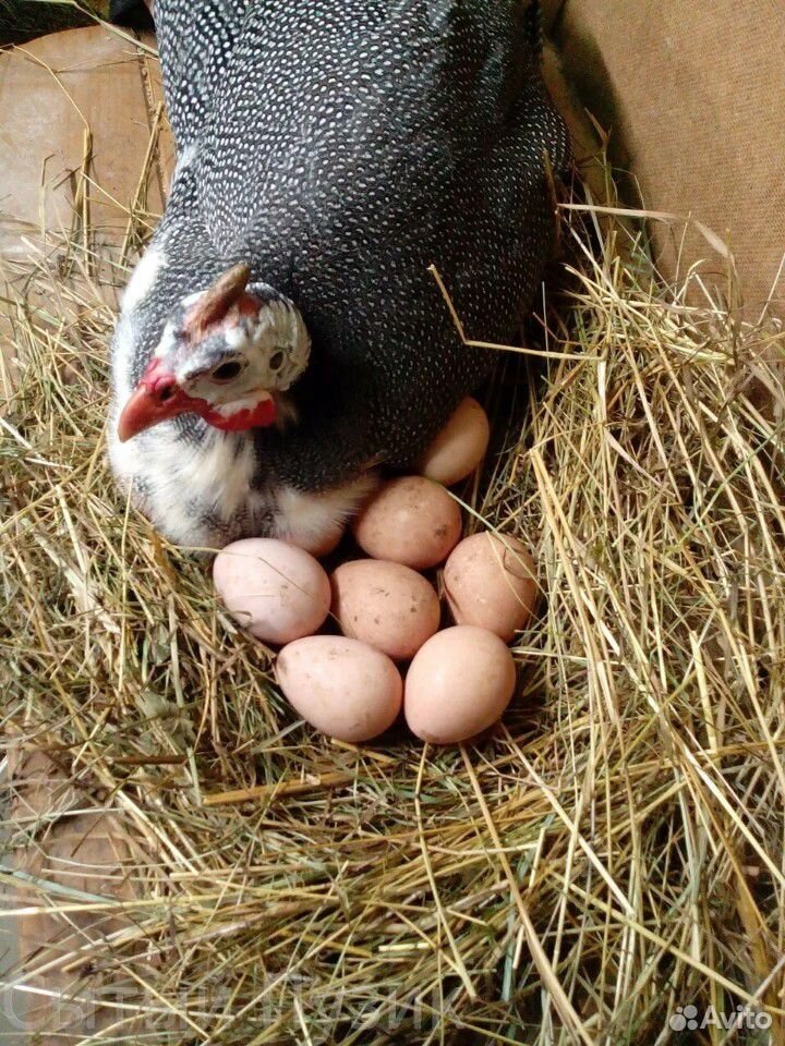 Инкубационные яйца цесарок купить на Зозу.ру - фотография № 1