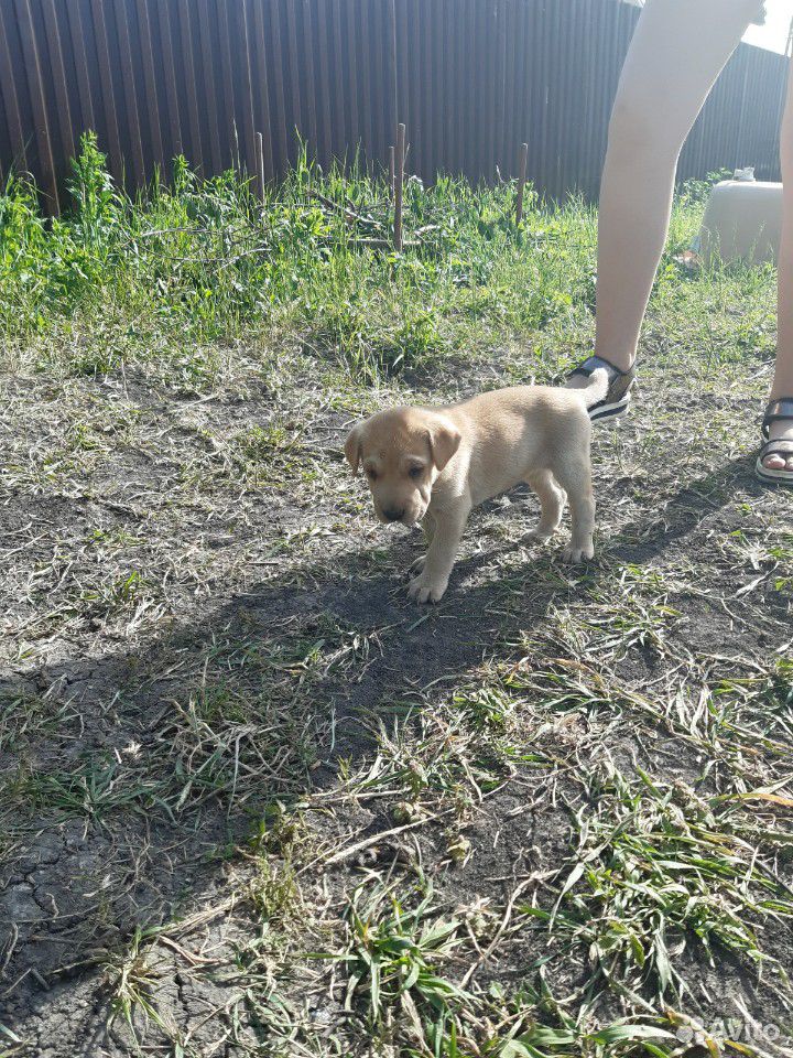 Шарпей с другой собакой купить на Зозу.ру - фотография № 4