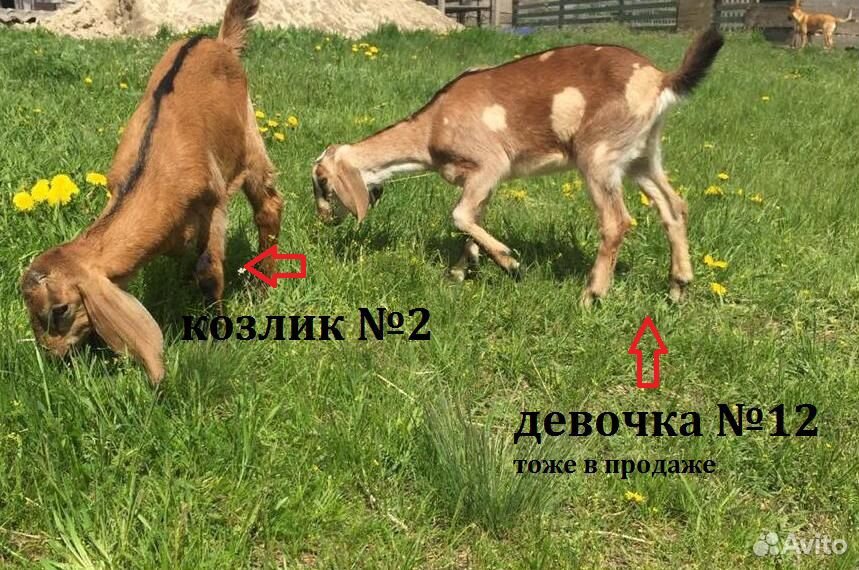 Англо-нубийские козлята купить на Зозу.ру - фотография № 6
