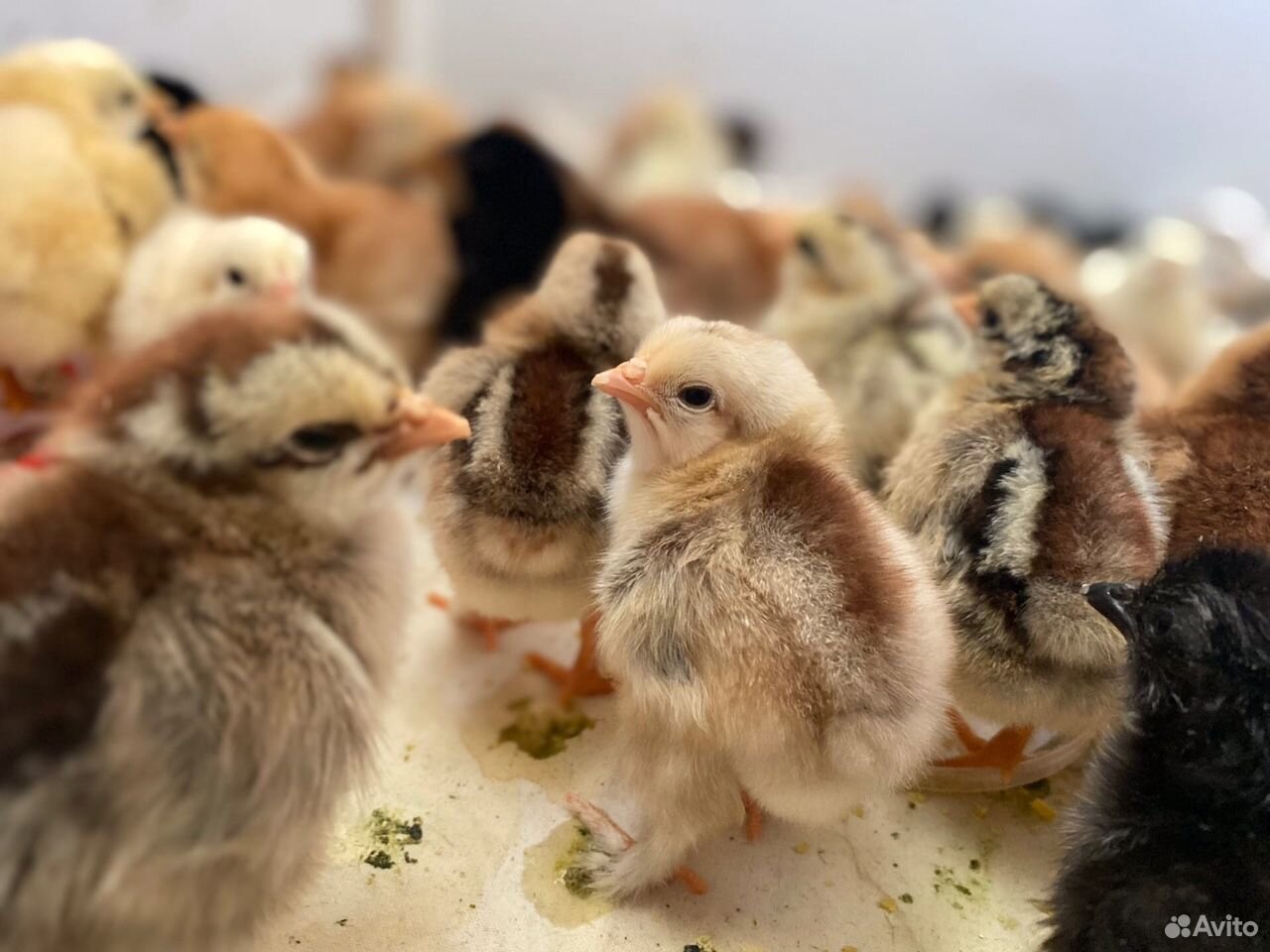 Цыплята домашние от несушек купить на Зозу.ру - фотография № 2