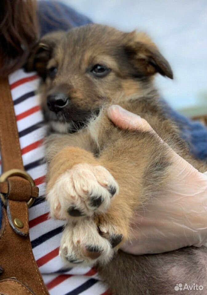 Собака в хорошие руки купить на Зозу.ру - фотография № 2