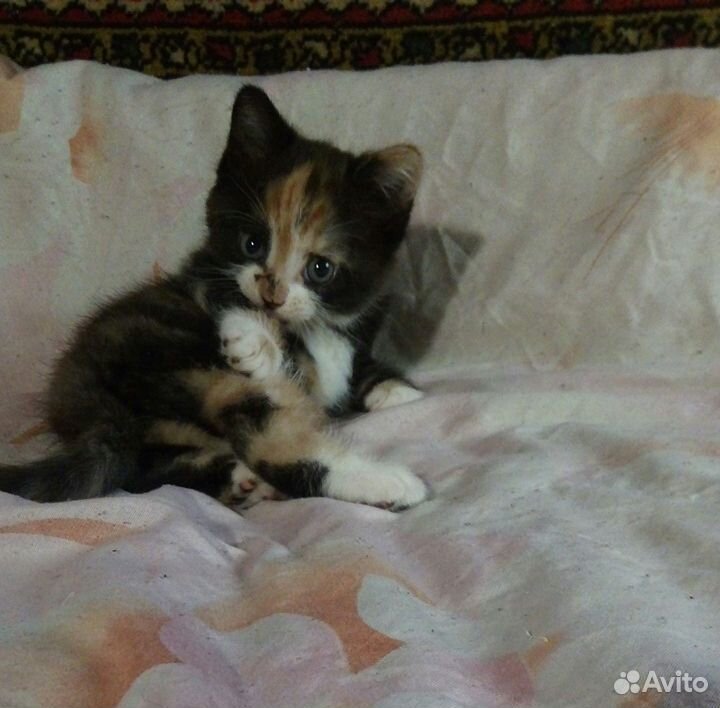 Котёнок домашнего производства, приносящий удачу купить на Зозу.ру - фотография № 2