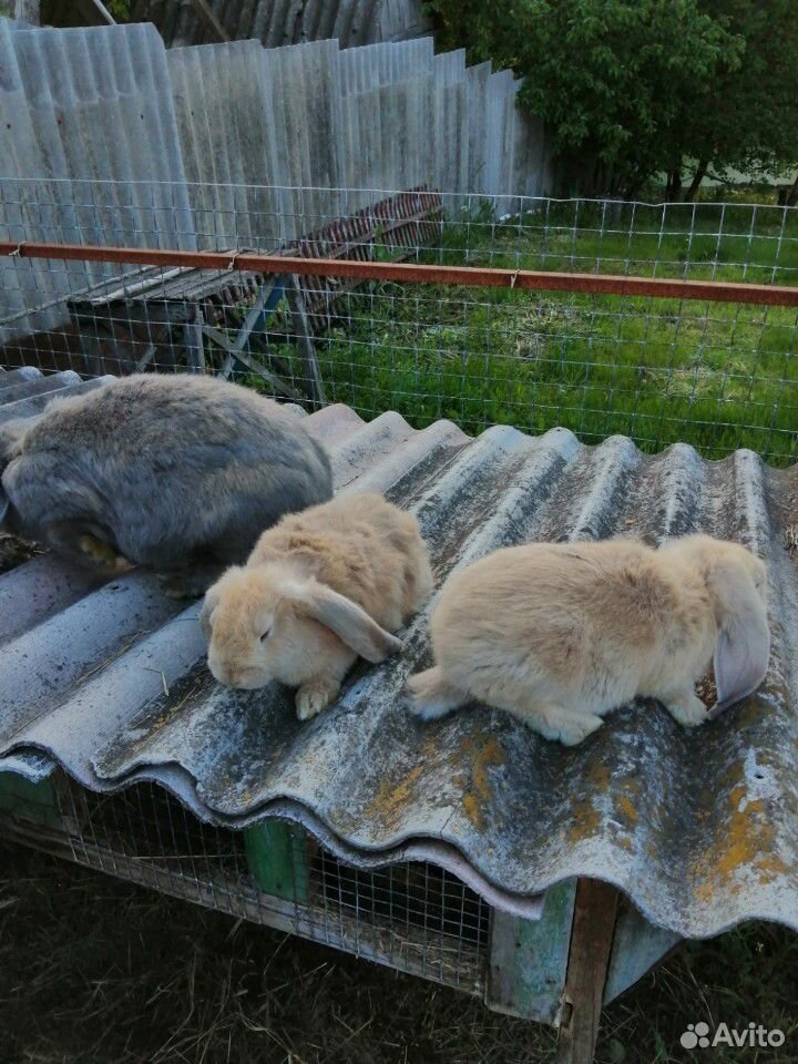 Кролики фландер, баран купить на Зозу.ру - фотография № 2