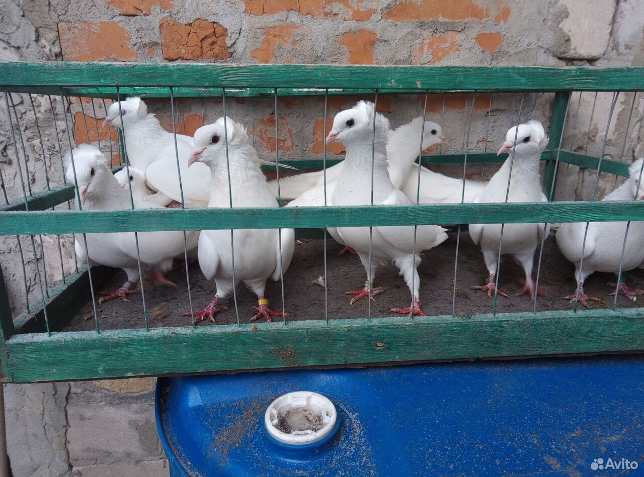 Бакинские голуби купить на Зозу.ру - фотография № 10