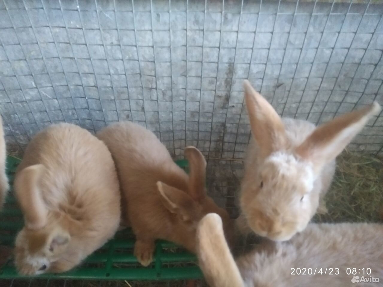 Новозеланские кролики-мальчики 3 месяца купить на Зозу.ру - фотография № 2