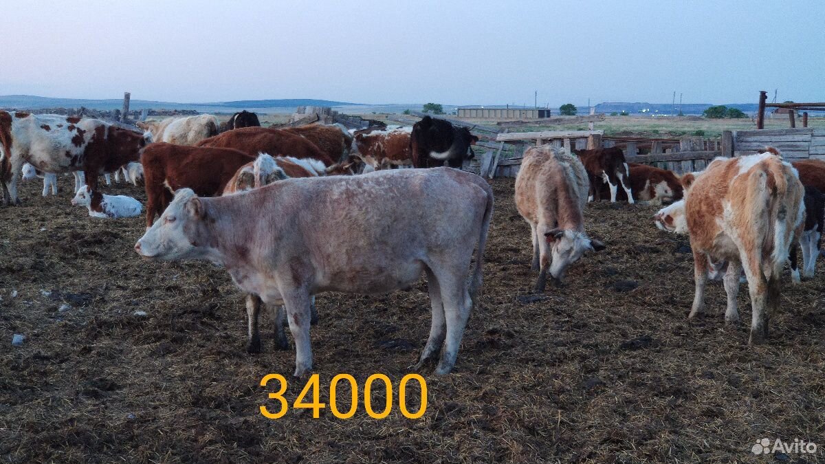 Телки, коровы с телятами купить на Зозу.ру - фотография № 7