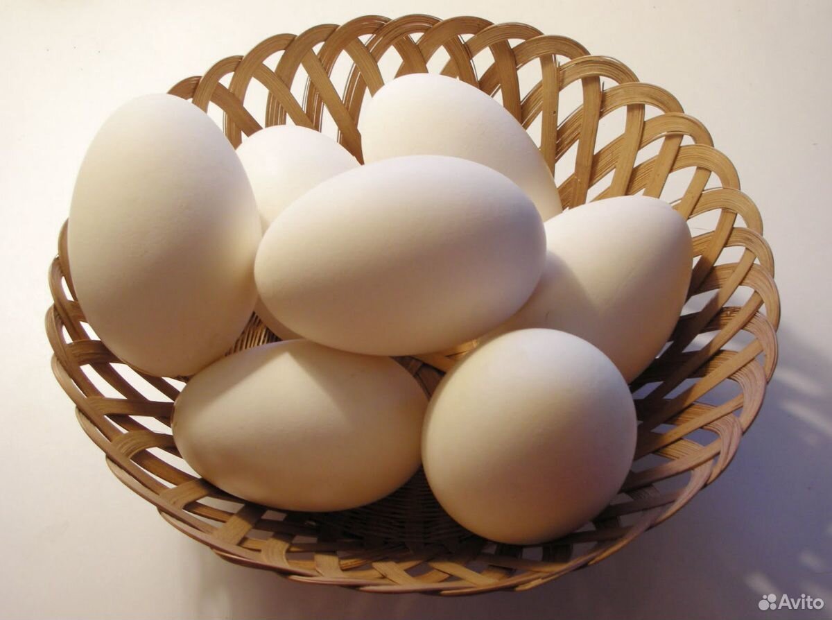 Яйца гусинные инкубационные купить на Зозу.ру - фотография № 1
