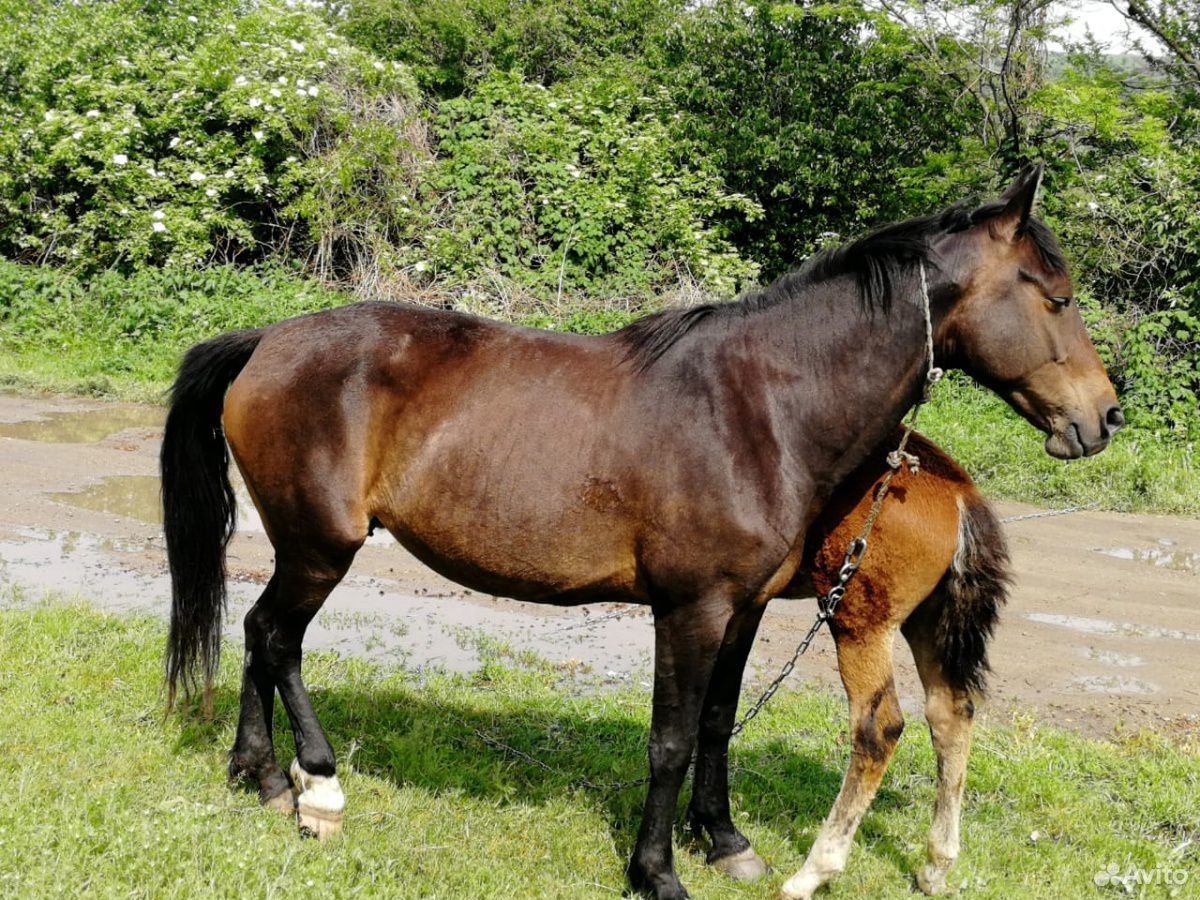 Лошадь с жеребенком купить на Зозу.ру - фотография № 6