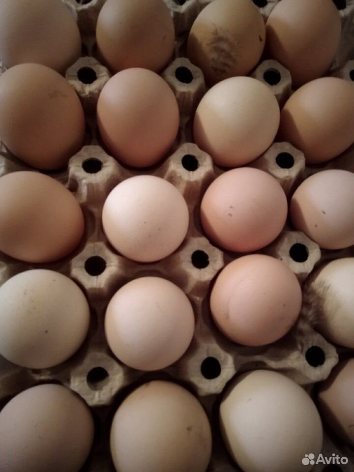 Инкубационные яйца купить на Зозу.ру - фотография № 3