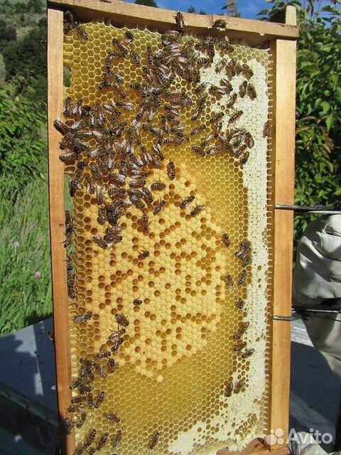 Пчелы(семья) купить на Зозу.ру - фотография № 1
