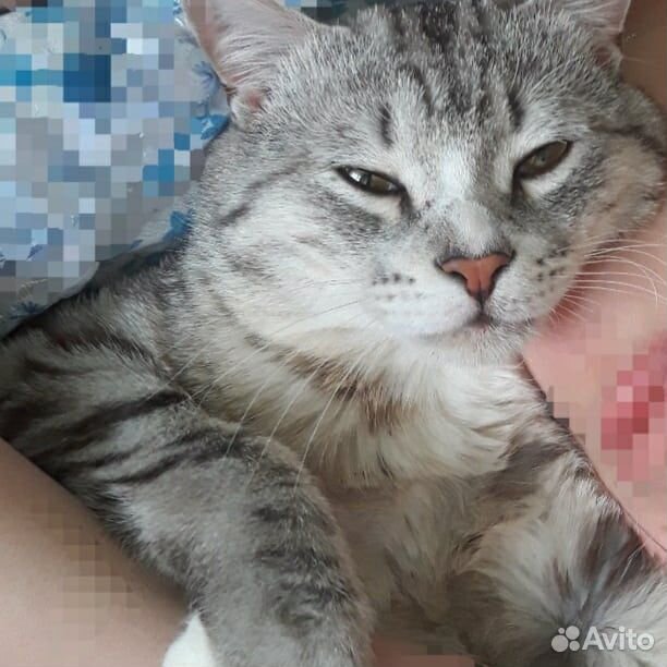 Алмаз-породистый кот,курильский бобтейл купить на Зозу.ру - фотография № 1