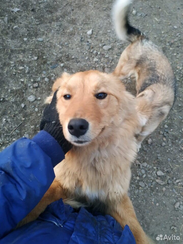 Собака из приюта купить на Зозу.ру - фотография № 3