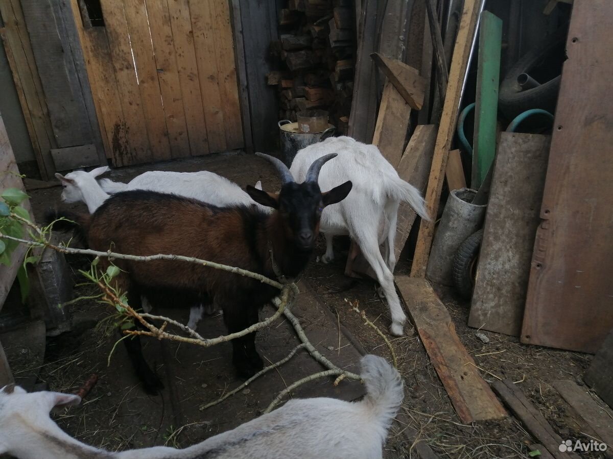 Чешская коза и чешский козёл купить на Зозу.ру - фотография № 3