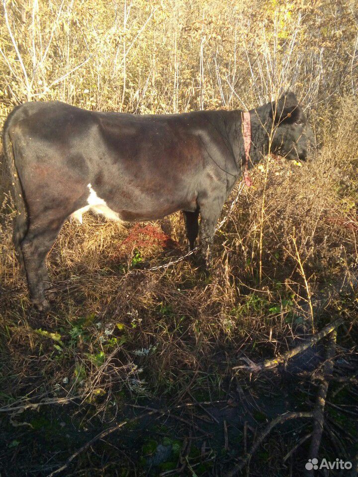 Корова и бычки купить на Зозу.ру - фотография № 4