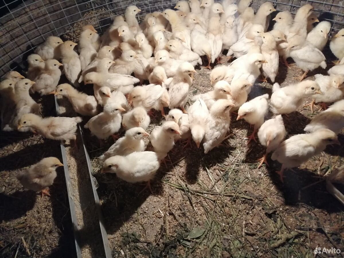 Цыплята курочки купить на Зозу.ру - фотография № 2
