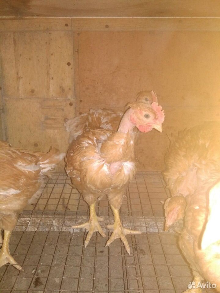 Цыплята голошейка купить на Зозу.ру - фотография № 1