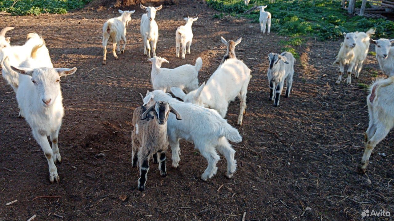 Продам породистых козлят купить на Зозу.ру - фотография № 2