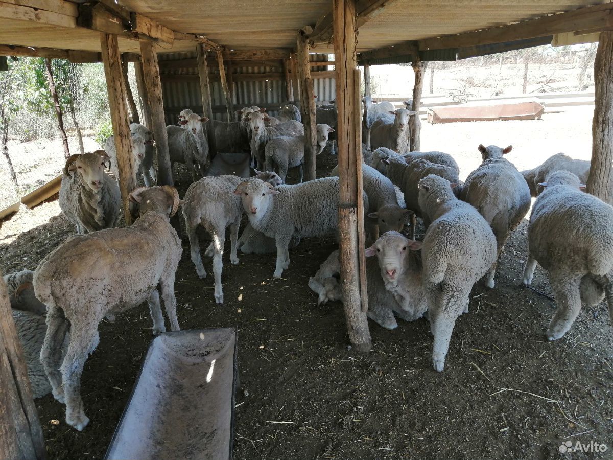 Овцы меринос купить на Зозу.ру - фотография № 3