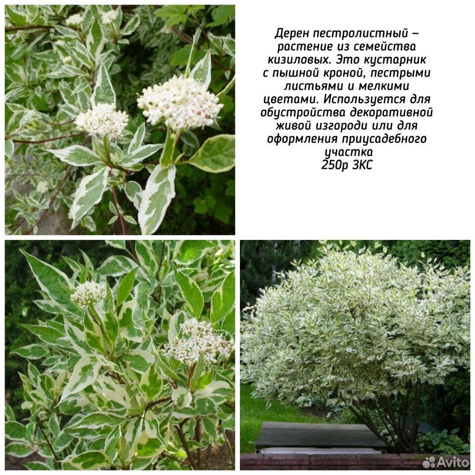 Декоративные растения купить на Зозу.ру - фотография № 8
