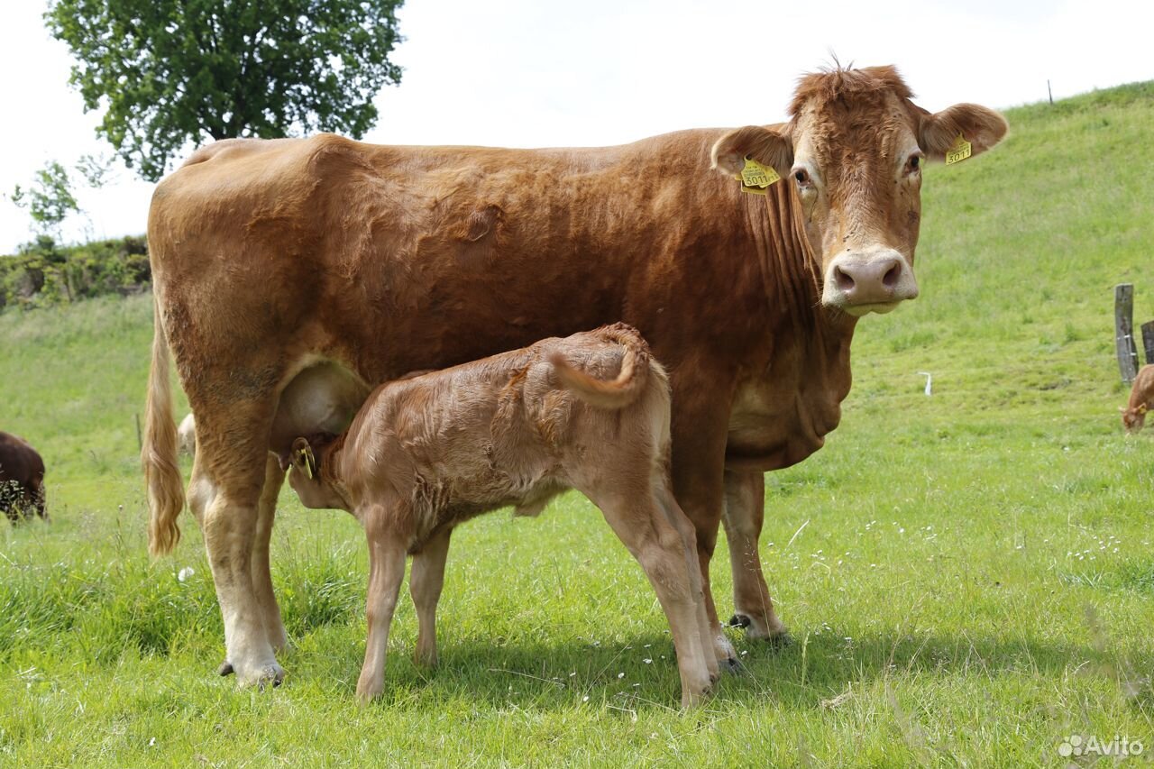Продам корову 1-тёлку с телёнком купить на Зозу.ру - фотография № 1